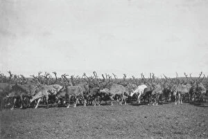 Crowded Collection: Reindeer, between c1900 and c1930. Creator: Unknown