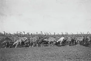 Antler Prints: Reindeer, between c1900 and c1930. Creator: Unknown