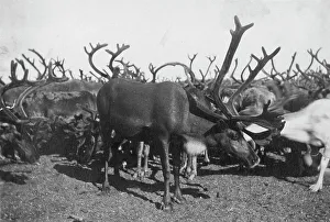 Antler Prints: Reindeer, between c1900 and c1930. Creator: Unknown