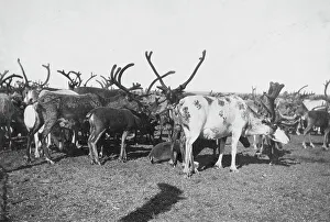 Antler Prints: Reindeer, between c1900 and c1930. Creator: Unknown
