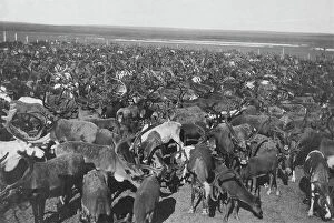 Crowded Collection: Reindeer, between c1900 and c1930. Creator: Unknown