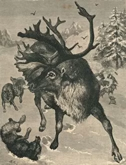 Rudolf Gallery: The Reindeer, c19th century