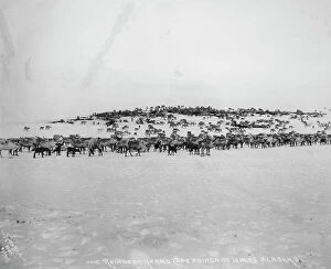 Remote Collection: Reindeer herd, between c1900 and 1927. Creator: Lomen Brothers