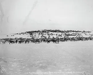 Safety In Numbers Prints: Reindeer herd, between c1900 and 1927. Creator: Lomen Brothers