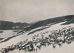 Safety In Numbers Prints: Reindeer on the Mountains, 1914. Creator: Unknown