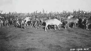 Alaska Prints: Reindeer in rather poor condition due to prolonged confinement in corral