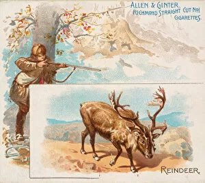 Images Dated 6th November 2020: Reindeer, from Quadrupeds series (N41) for Allen & Ginter Cigarettes, 1890. 1890