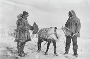 Inuit Prints: Reindeer which recently dropped its horns at a Reindeer Fair