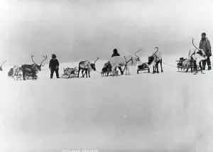 Reindeer Prints: Reindeer, sleds and drivers, between c1900 and 1927. Creator: Unknown