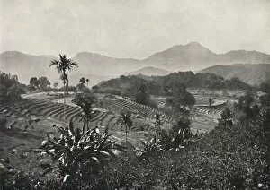 Reisfelder in Terrasen angelegt, 1926