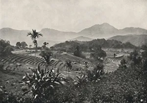 Reisfelder in Terrasen angelegt, 1926