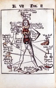 Relationship of the organs of the body, the Humours and signs of the Zodiac, 1508 Relationship of the organs of the body, the Humours and signs of the Zodiac, 1508