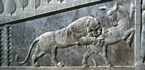 Relief Collection: Relief of a bull being attacked by a lion, the Apadana, Persepolis, Iran
