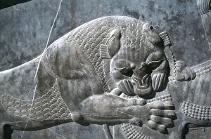 Achaemenid Collection: Detail from a relief of a lion attacking a bull, the Apadana, Persepolis, Iran