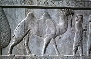 Achaemenian Gallery: Relief of Parthians, the Apadana, Persepolis, Iran