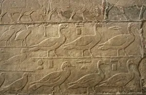 Relief showing ducks and birds, Mastaba of Ti, Egypt, 5th Dynasty, Old Kingdom, c2400 BC (2003). Creator: Unknown