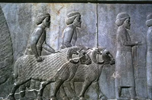 Ancient City Collection: Relief of Sogdians, the Apadana, Persepolis, Iran