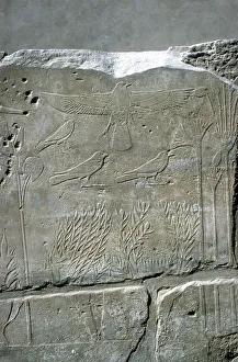 Amun Prints: Reliefs in the Botanical Garden, Temple of Amun, Karnak, Egypt