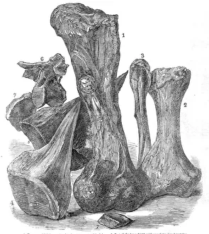 Sir Richard Owen Prints: Remains of an extinct animal found in the Isle of Wight, 1865. Creator: Unknown