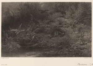 Bodmer Karl Prints: Renard al affut. Creator: Karl Bodmer