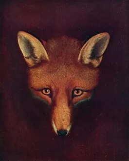 Philip Collection: Renard the Fox, c1800, (1922). Artist: Philip Reinagle