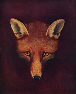Philip Prints: Renard the Fox, c1800, (1922). Artist: Philip Reinagle