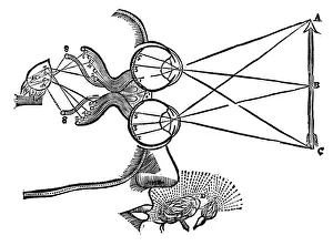 Eyesight Collection: Rene Descartes illustration of the co-ordination of the senses, 1692