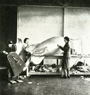 Cecil Walter Hardy Gallery: Repairing Barrage Balloons, c1943. Creator: Cecil Beaton