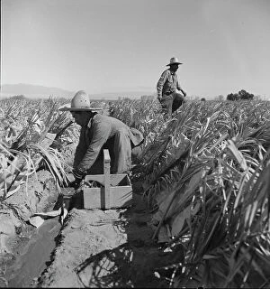 Chili Collection: Replanting chili plants on a Japanese-owned ranch, desert agriculture, Imperial Valley, CA, 1937
