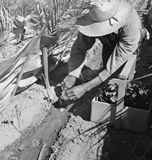 Chili Collection: Replanting chili plants on a Japanese-owned ranch, desert agriculture, Imperial Valley, CA, 1937
