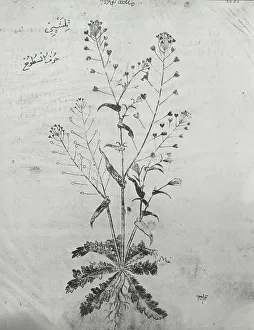 Lantern Slides 1910 1930 Gmgpc Prints: Reproduction of a botanical drawing