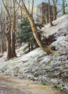 Snowdrop Prints: Reproduction of illustration: Ardgowan