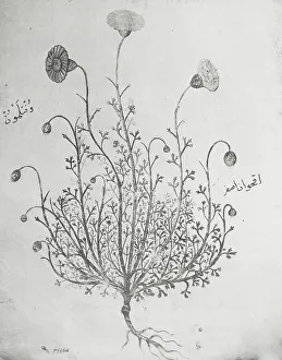 Lantern Slides 1910 1930 Gmgpc Prints: Reproduction of illustration showing a carnation
