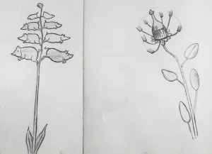Imaginary Prints: Reproduction of illustrations: Piggiwiggia Pyramadalis and Bottleforkia Spoonifolia
