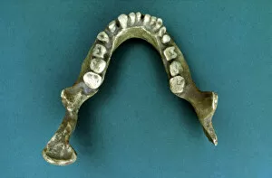Adult Gallery: Reproduction of the Jaws of Banyoles, jaw of a pre-neanderthal found in 1887 by