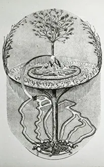 Cosmic Prints: Reproduction of print showing Cosmic ash tree