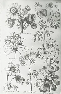 Hill John Prints: Reproduction of print showing Flowers