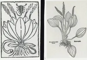 Scorpion Prints: Reproduction of print showing Plantago plant