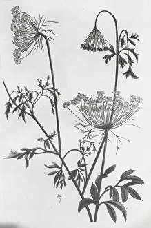 Reproduction of print showing Queen Anne's lace (Daucus carota), between 1915 and 1925. Creator: Frances Benjamin Johnston