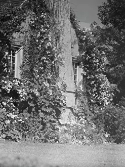 Climbing Plants Prints: Residence of Mr. Hamilton King, 1934 July. Creator: Arnold Genthe