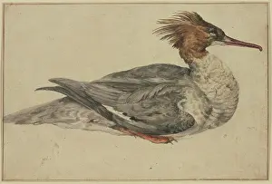 Melchior Prints: Resting duck with a brown crest, red beak and feet, mid-late 17th century