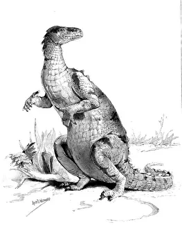 Co Operation Prints: Restored figure of the Iguanodon - sketched by Miss Alice B