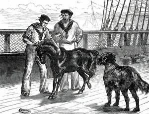Ponies Prints: Return of the Prince of Wales from India: life on board the Serapis: Pony and Thibet Dog