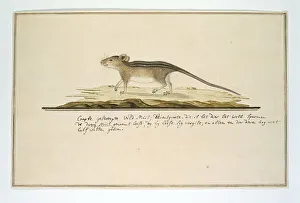 Sketch Book Prints: Rhabdomys pumilio (Four-striped grass mouse)