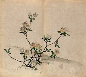 Flowering Prints: A rhododendron (Rhododendron indicum): small flowering shrub in grassland