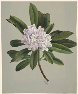 Rhododendron Prints: Rhododendron (Rhododendron maximum), 1880. Creator: Mary Vaux Walcott