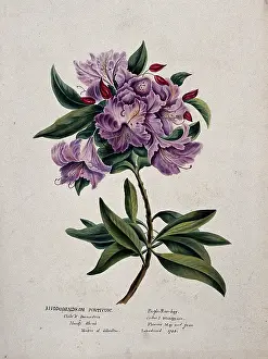 Rheumatism Prints: Rhododendron (Rhododendron ponticum): flowering stem, (c1850?). Creator: Unknown