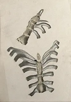 Cheselden William Prints: Ribs and sternum: two figures, 1830-1835. Creator: Unknown