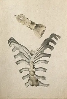 Cheselden William Prints: Ribs and sternum: two figures, 1830-1835. Creator: Unknown