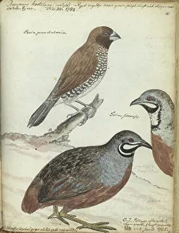 Java Prints: Rice bird and Javanese quail, 1785. Creator: Jan Brandes